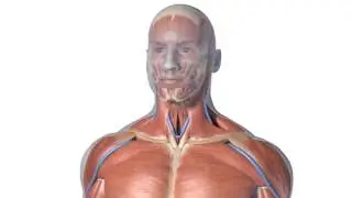 Zygote 3D Polygon Anatomy Models - For Animators & Illustrators