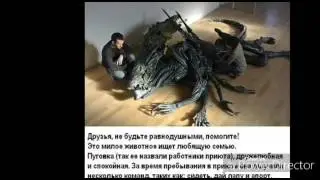 Ксеноморфы приколы
