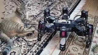 Гексапод  и котэ