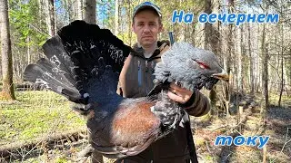 Вечерняя охота на глухарином току с подписчиком, такого еще не было