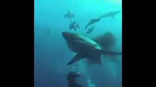 cara ikan hiu menangkap mangsa #shorts #shark #ocean
