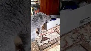 The Riddle of Tobias the Cat, or Taking Apart the Christmas Tree for February 23rd 😂 