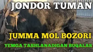 ЖОНДОР ДАЛМУН БОЗОРИ БУКА НАРХЛАРИ JONDOR TUMAN DALMUN JUMMA MOL BOZORI YEMGA TASHLANADIGAN BUQALAR