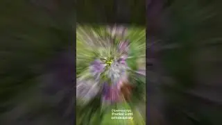 Стрептокарпус  Frankel Dotti