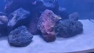 Turning the D&D 900 into a mbuna chiclid tank