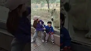 relax with wildlife animals #shorts #wildlife #animals #zoo #tiger #lion #otherwildlifeanimals