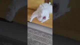 funny cat moment, the cut cat slept in a funny way🤣