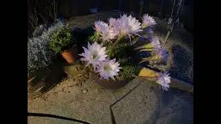 Flowering Easter Lily Cactus