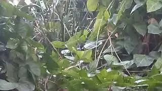 Snakes Tango