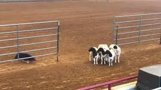 17/11/03-Dan, Texas Shootout-Sheep