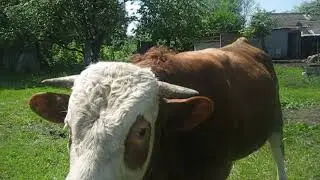 Лето,жара,краткие новости.