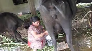 Milking a Buffalo | भैंसी दोहेको। नेपाल। नुवाकोट। दुध। किसान। Farmers | Agriculture | Nepal | Milk