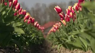 Kijken: tulpen laten zich zien in de provincie