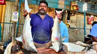 KASIMEDU SPEED SELVAM SHARK FISH CUTTING VIDEO CUTTING FOCUS