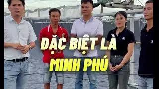 TÔM GIÁ RẺ Ở CÀ MAU I Trần Quang Huy Official