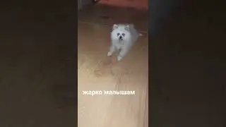 hot kids #шортс #animals #животные #тикток #tiktok #instagram #рек #топ #dog #cat #shorts #love #tt