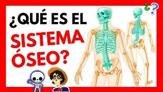 👉 ¿Qué es el SISTEMA ÓSEO y cuál es su FUNCIÓN?  ¿Qué es el esqueleto AXIAL y APENDICULAR? 🧠🦴🟢