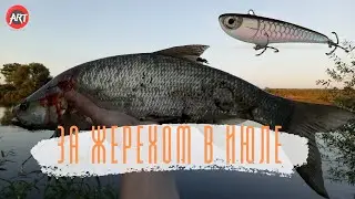 За жерехом в июле. Ловля на раттлины от Hunter Polska