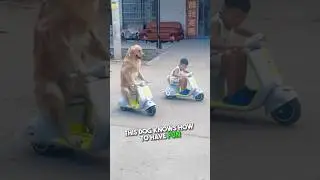 Guy Finds Dog Riding Scooter 😱