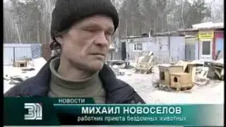 Собачьему приюту грозит наводнение/ 31 канал
