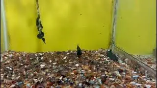Black ghost knife fish just look how beautiful like ripples
