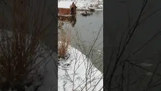 Дикие утки едят кормовую муку.   Пруд потихоньку замерзает.