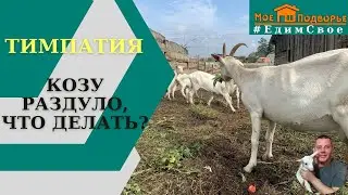 Как спасти козу. Остановка рубца. 