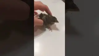 My cat caught a bird...