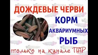 Дождевые черви-корм аквариумных рыб.