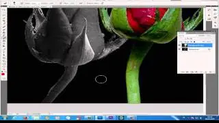 Photoshop Cs5 Tutorial: Color Splash Effect