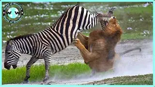 BEST DEFENSE! Zebra FIGHT BACK To Lion - Lion Attack