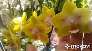 Домашнее цветение Phal. Yaphon Green Batman (= Brother Sara Gold ♡ Chiada Spark )