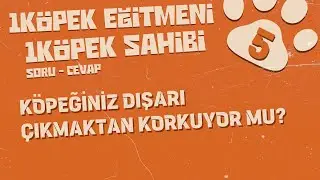 Dışarı Çıkmaktan Korkan Köpekler İçin Ne Yapmalı?