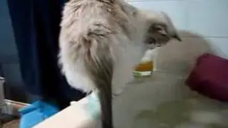poymay hvoct