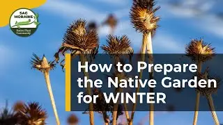 How to Prepare the Native Garden for WINTER 🍂🌨️