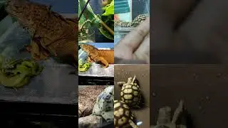 exotic pets #beardeddragon #pet #rediguana #turtle #lizard #animal #beardedlizard #iguana #tortoise