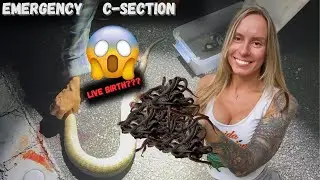 Cutting Open Snakes to Save Their Babies!