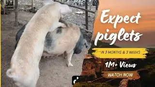 Mating pigs | Farm animals | Real family farm life | Successful Pig breeding | Pig Breeding 