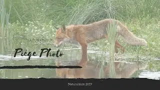 Comment Bien Posé Son Piège Photo 🌲