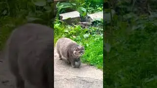 Кот 🐈‍⬛
