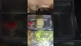 Bubble Magus MiniQ skimmer !!