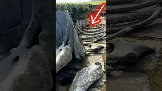 It came out of the sea in 2008