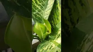 Flowering Dieffenbachia //Does a Dieffenbachia flower?
