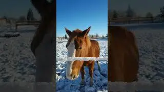 Любовь в Каждом Укусе: Лошади и Морковь.
