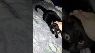 my cat. funny cat