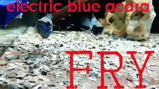 ELECTRIC BLUE ACARA FRY| SOUTH AMERICAN CICHLIDS