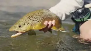 Ross Reels - Made On The Water