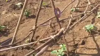 Beppe sull'isola puntata 2 - ospite degli Orti di Mauro - ci racconta la sua avventura..