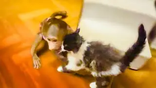 Степка любит доставать котят так же как его сестрица Люська!
