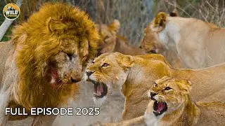 NGORONGORO CRATER | When Predators Become Prey – The Dark Side of the Wild!| Animal documentary